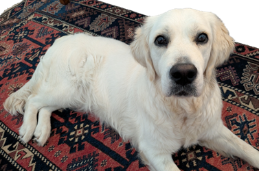 Illustration of a two page CV document